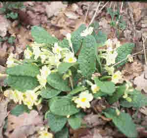 primroses