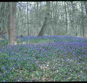 bluebells