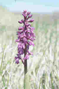 early purple orchid