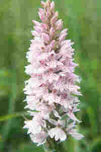 common spotted orchid