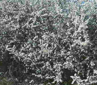 blackthorn