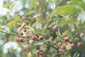 spindle tree