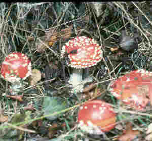 fly agaric