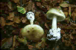 death cap
