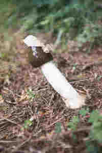 stink horn