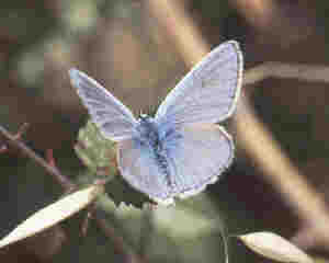 common blue