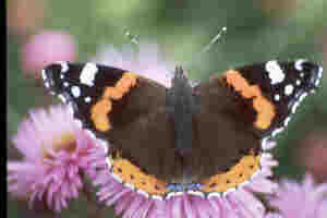 red admiral
