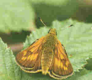 large skipper