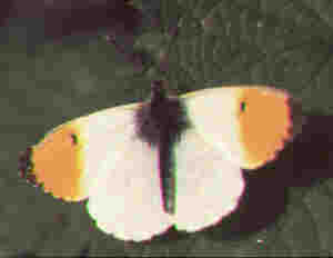 orange tip