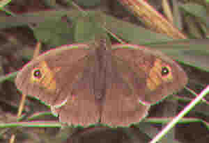 meadow brown