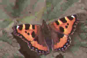 tortoiseshell
