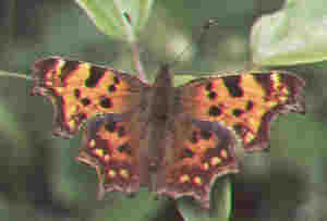 comma