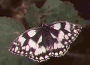 marbled white