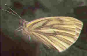 green veined white