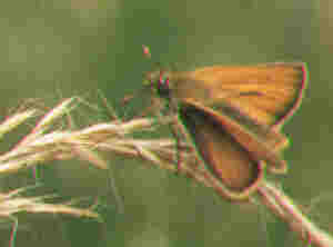small skipper
